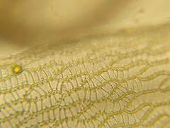 Sphagnum subsecundum