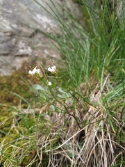 Cardamine resedifolia