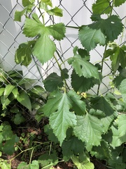 Morus alba