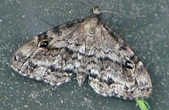 Melanomma auricinctaria