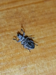 Curculionidae