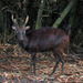Philippine Brown Deer - Photo (c) Gregg Yan, some rights reserved (CC BY-SA)
