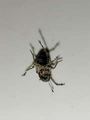 Curculionidae