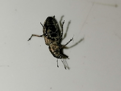 Curculionidae