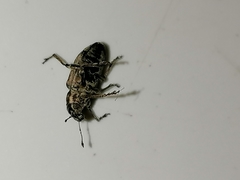 Curculionidae