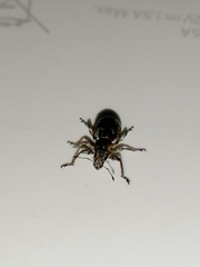 Curculionidae