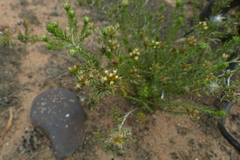 Helichrysum asperum glabrum