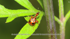 Centrocorynus quadrimaculatus