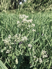 Thalictrum pubescens