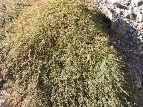 smallseed sandmat