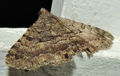 Diatenes aglossoides