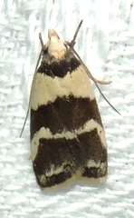 Eulechria triferella