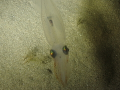 Alloteuthis