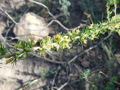 Aspalathus spinosa spinosa