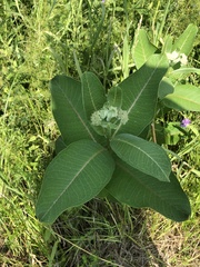 Asclepias syriaca