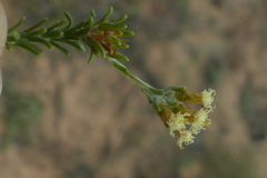 Helichrysum asperum glabrum