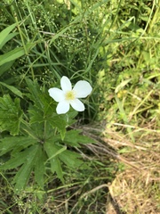 Anemonastrum canadense