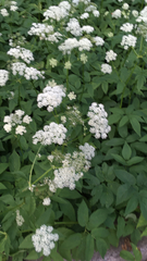 Aegopodium podagraria