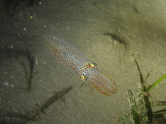 Alloteuthis
