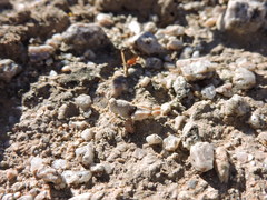 Cibolacris parviceps