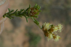 Helichrysum asperum glabrum