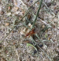 Castianeira trilineata