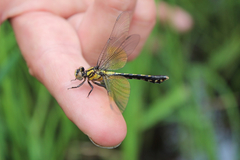 Ophiogomphus howei