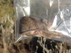 Aethomys chrysophilus