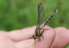 Phanogomphus quadricolor
