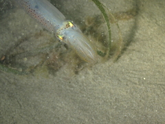Alloteuthis