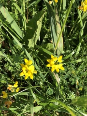 Lotus corniculatus