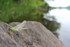 Ophiogomphus rupinsulensis