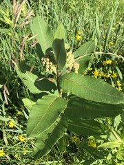 Asclepias syriaca