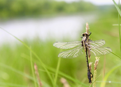 Gomphurus ventricosus