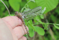 Neurocordulia yamaskanensis
