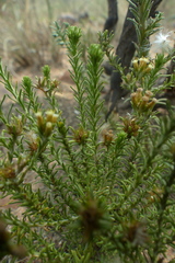 Helichrysum asperum glabrum