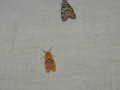 Miltochrista arcuata