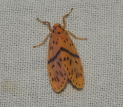 Miltochrista arcuata