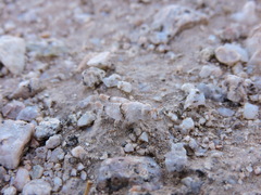 Cibolacris parviceps