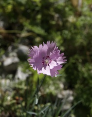 Dianthus plumarius