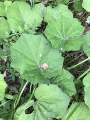 Tussilago farfara
