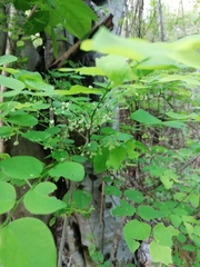 Phyllanthus mocinianus