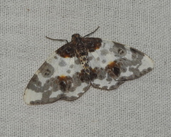 Abraxas leucostola