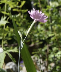 Dianthus plumarius