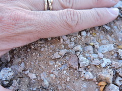 Cibolacris parviceps