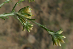 Helichrysum asperum glabrum