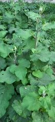 Arctium tomentosum