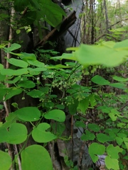 Phyllanthus mocinianus