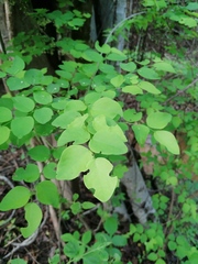 Phyllanthus mocinianus