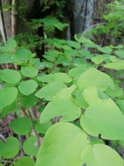 Phyllanthus mocinianus